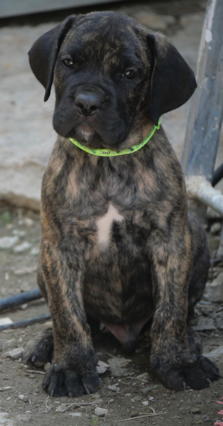 Des Montagnes Ardèchoise - Chiots disponibles - Cane Corso