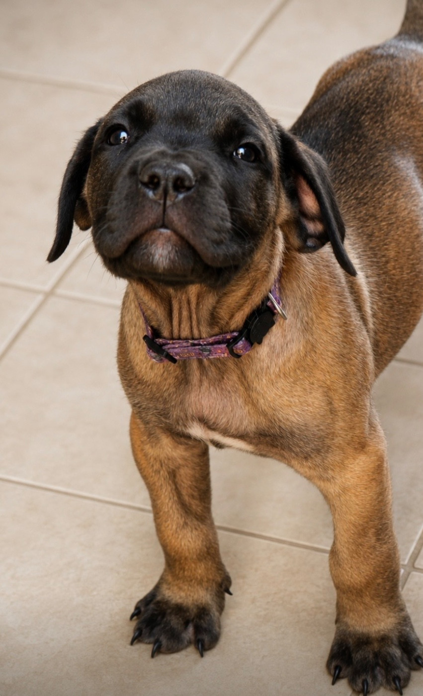 Des Montagnes Ardèchoise - Chiots disponibles - Cane Corso