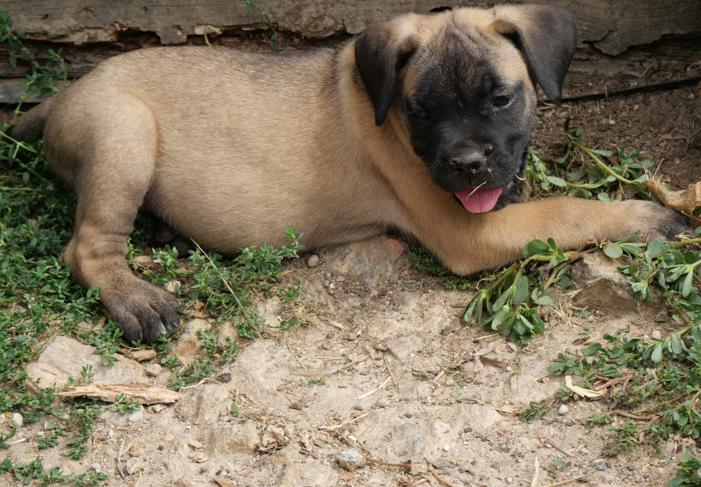 Chiot Cane Corso Des Montagnes Ardèchoise