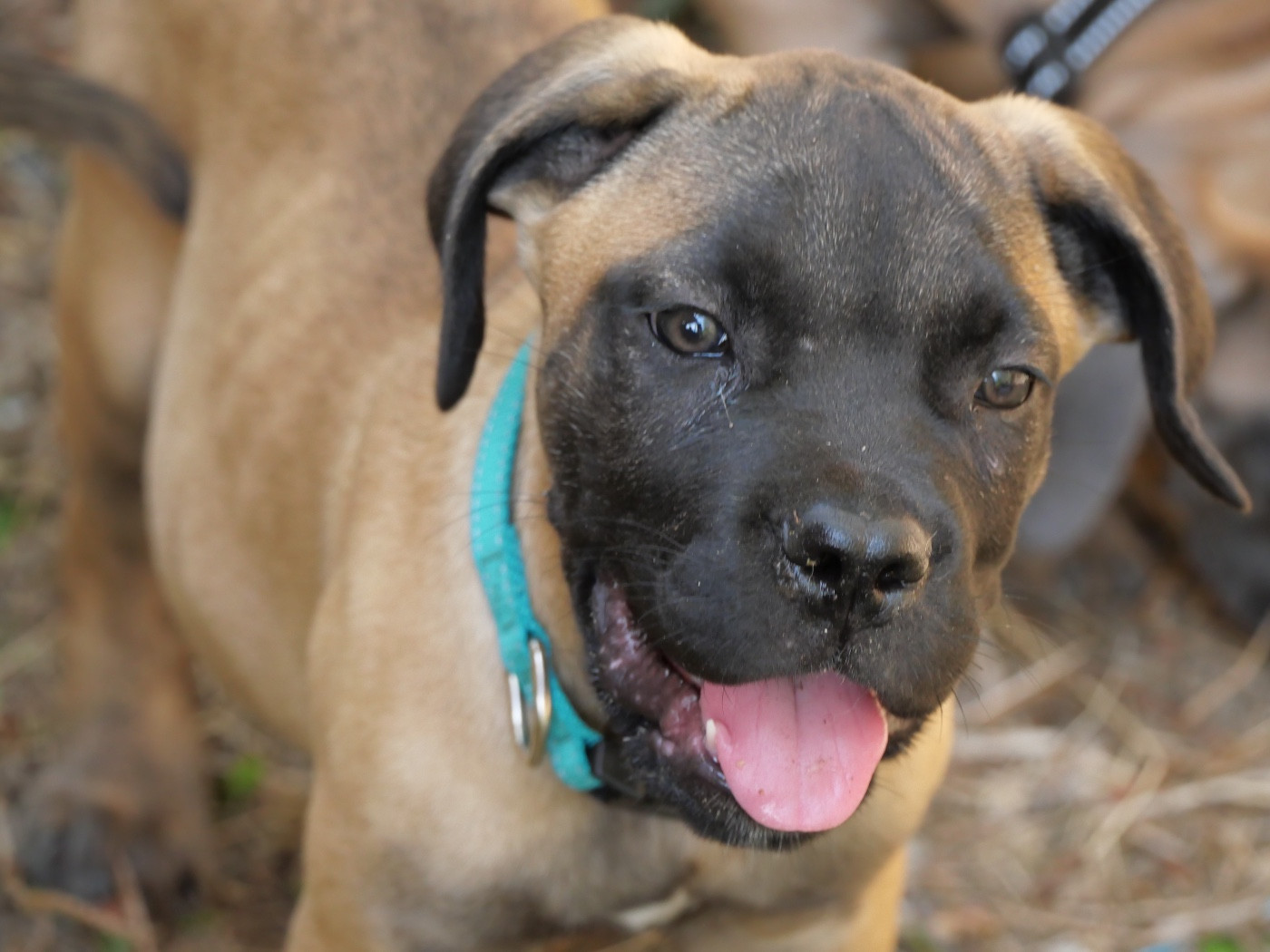 Des Montagnes Ardèchoise - Chiots disponibles - Cane Corso