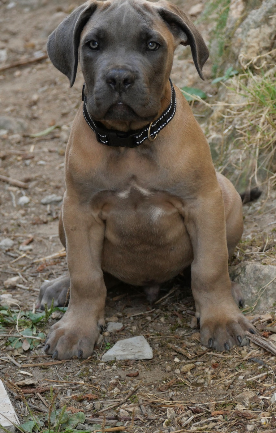 Des Montagnes Ardèchoise - Chiots disponibles - Cane Corso