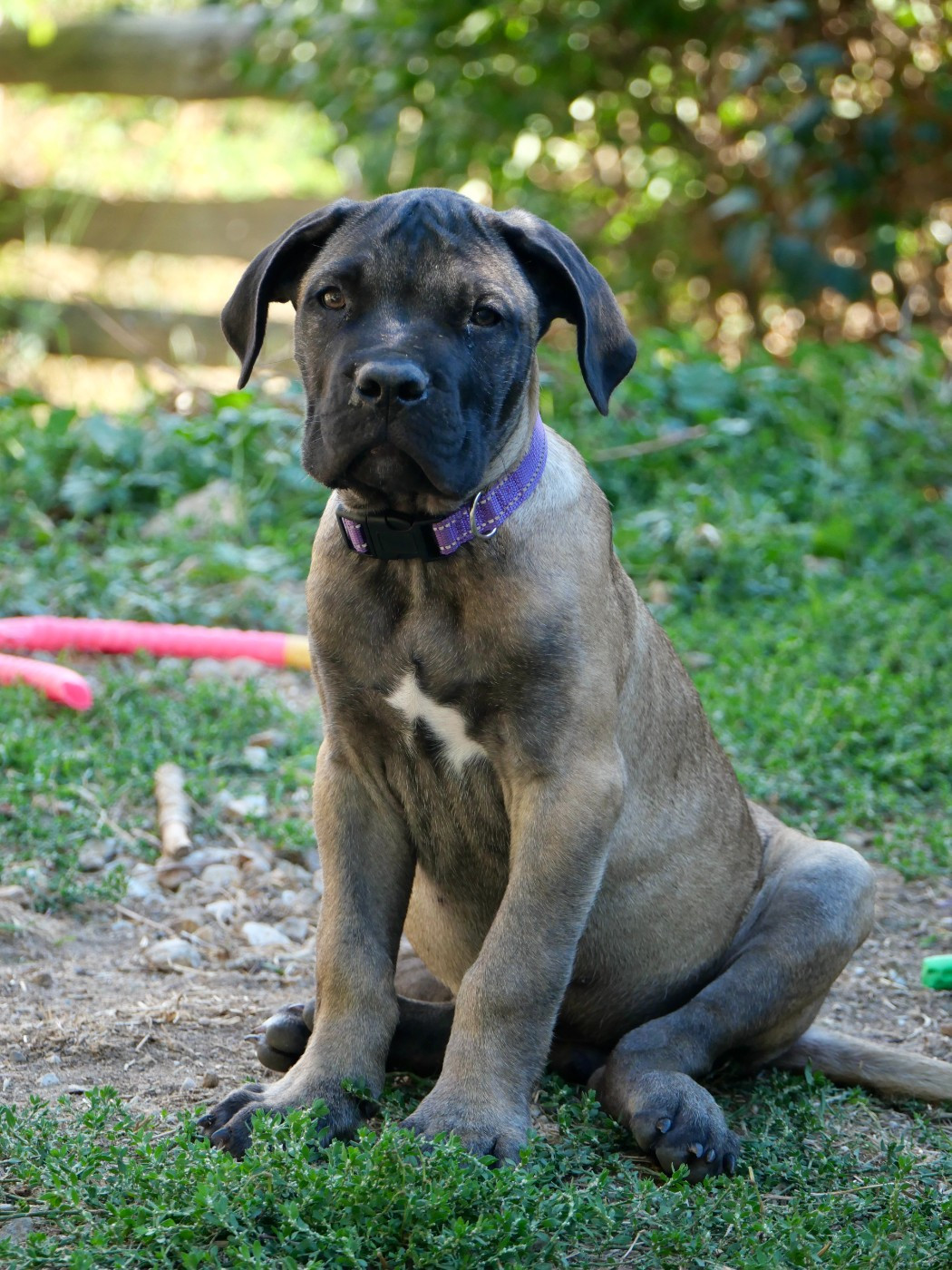 Des Montagnes Ardèchoise - Chiots disponibles - Cane Corso