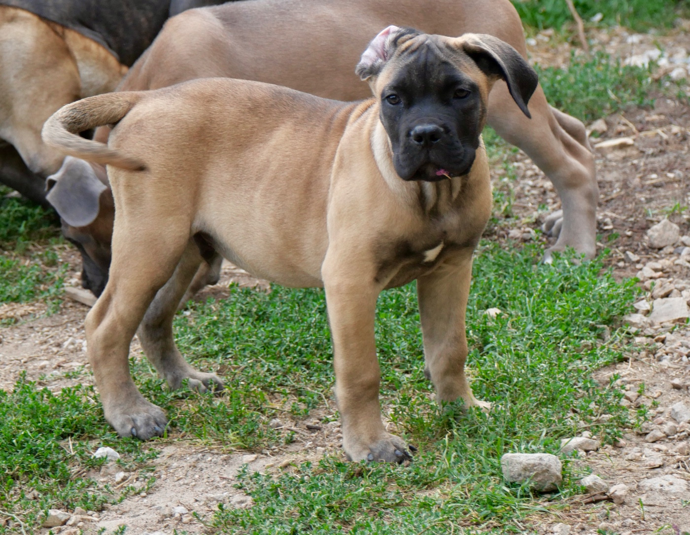 Des Montagnes Ardèchoise - Chiots disponibles - Cane Corso