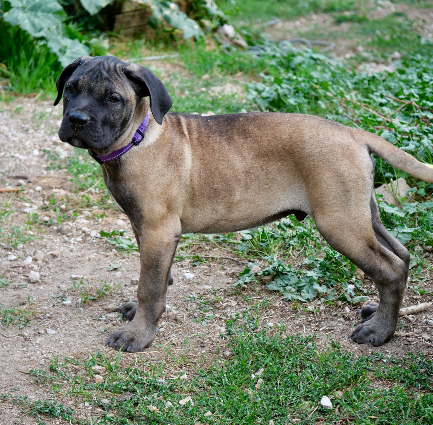 Des Montagnes Ardèchoise - Chiots disponibles - Cane Corso