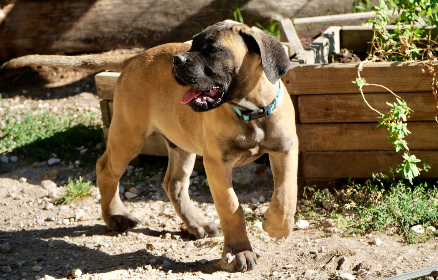 Des Montagnes Ardèchoise - Chiots disponibles - Cane Corso