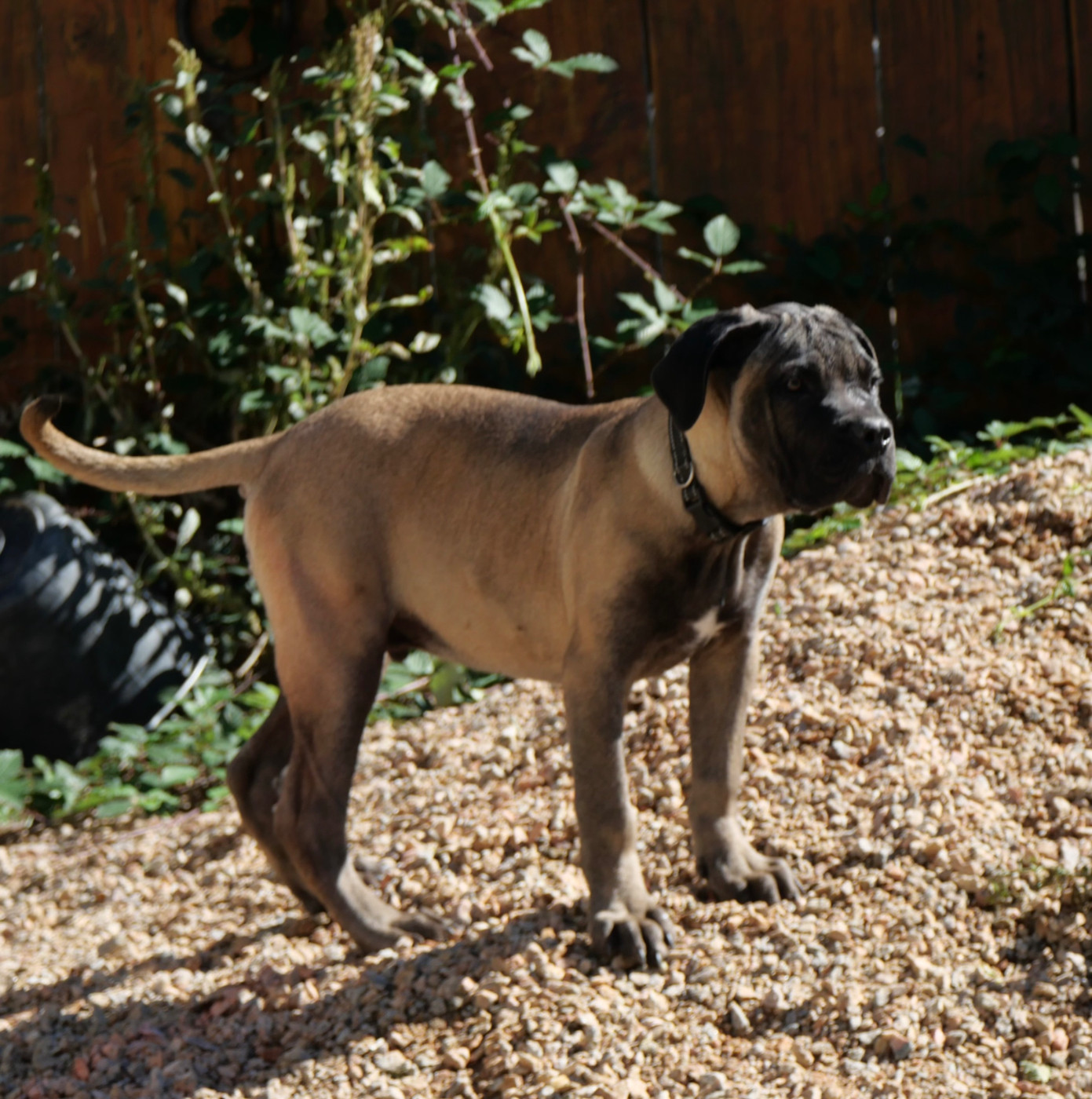 Des Montagnes Ardèchoise - Chiots disponibles - Cane Corso