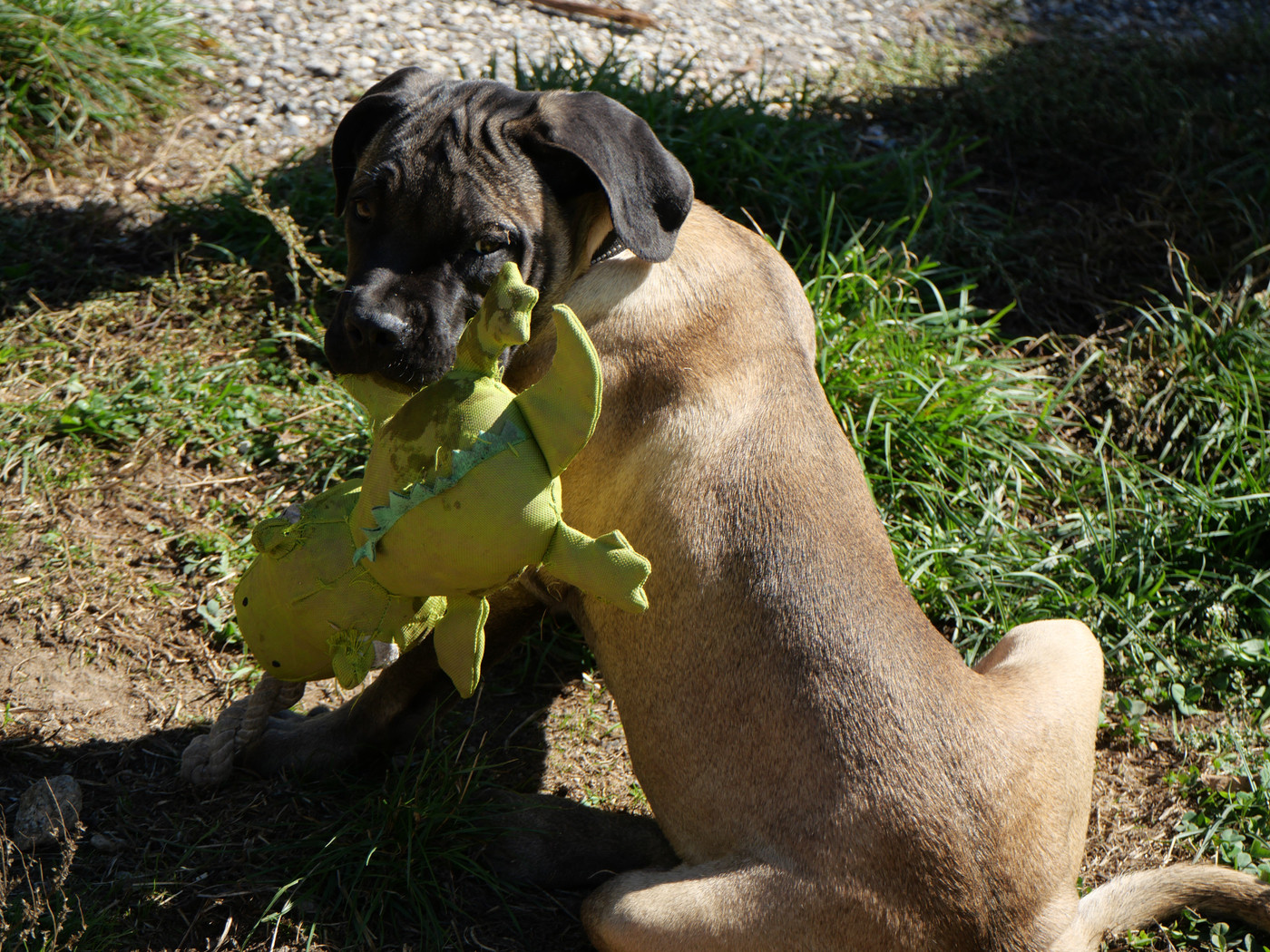 Des Montagnes Ardèchoise - Chiots disponibles - Cane Corso