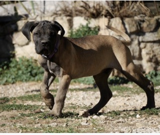 Des Montagnes Ardèchoise - Cane Corso - Portée née le 26/06/2026