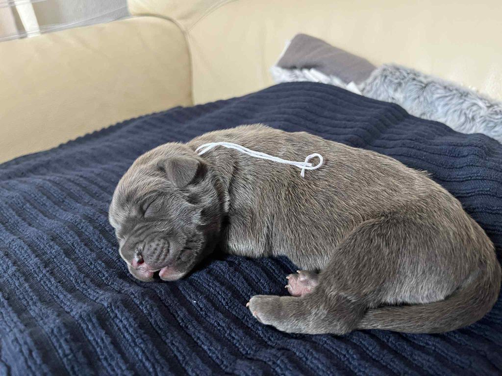 Des Montagnes Ardèchoise - Chiots disponibles - Cane Corso