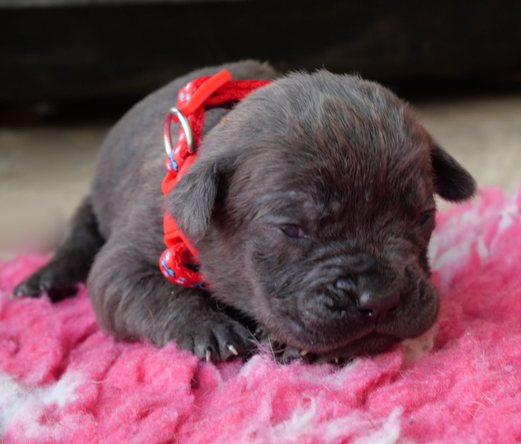Des Montagnes Ardèchoise - Chiots disponibles - Cane Corso