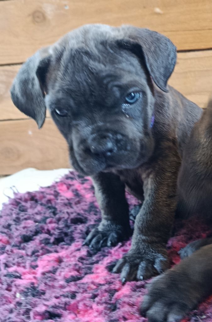 Des Montagnes Ardèchoise - Chiots disponibles - Cane Corso
