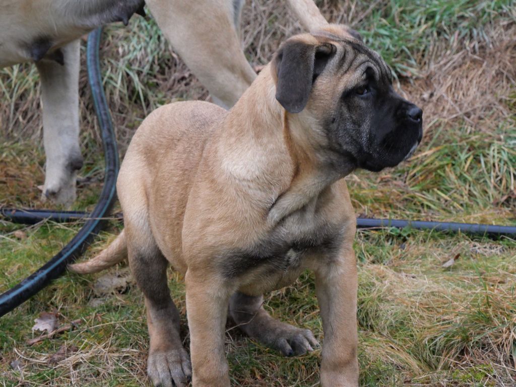 Des Montagnes Ardèchoise - Cane Corso - Portée née le 29/09/2024