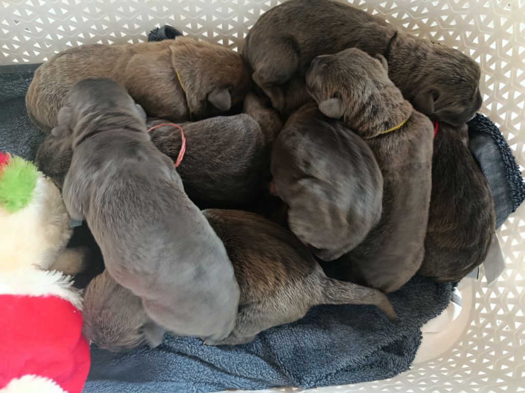 Des Montagnes Ardèchoise - Chiots disponibles - Cane Corso