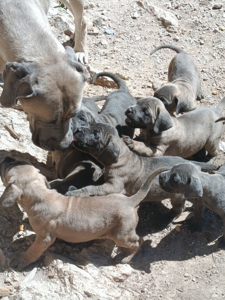 Des Montagnes Ardèchoise - Cane Corso - Portée née le 19/07/2025