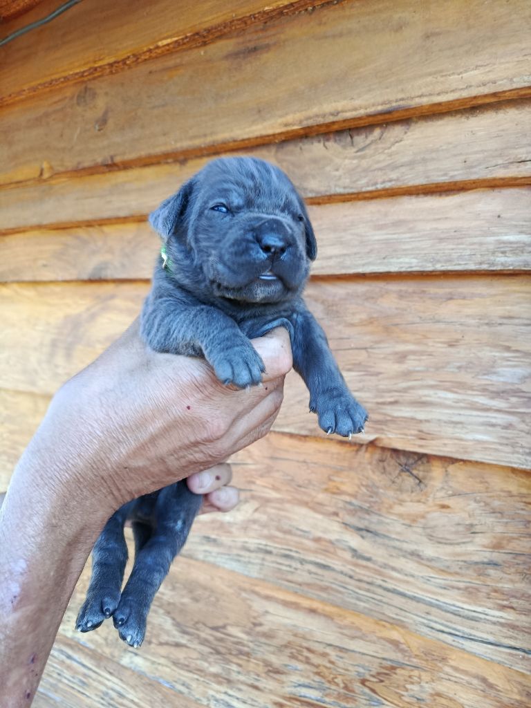 Des Montagnes Ardèchoise - Chiots disponibles - Cane Corso