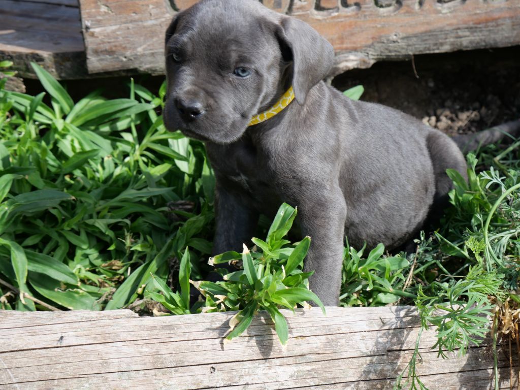 Des Montagnes Ardèchoise - Chiots disponibles - Cane Corso