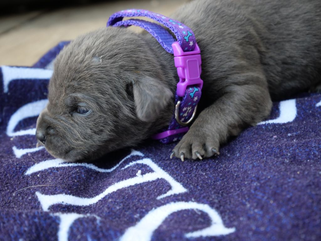 Des Montagnes Ardèchoise - Chiots disponibles - Cane Corso