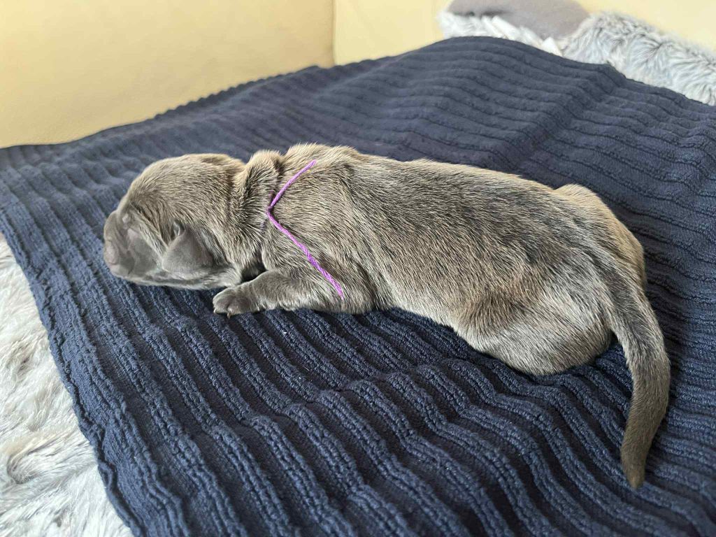 Des Montagnes Ardèchoise - Chiots disponibles - Cane Corso
