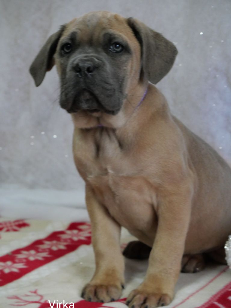 Chiot Cane Corso Des Montagnes Ardèchoise