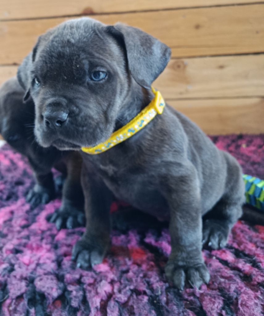 Des Montagnes Ardèchoise - Chiots disponibles - Cane Corso