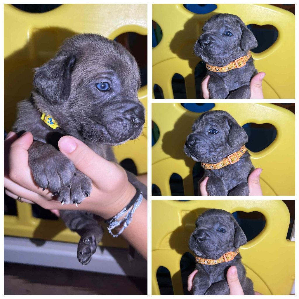 Chiot Cane Corso Des Montagnes Ardèchoise
